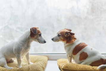 Two cute dogs at the window. Valentines, Mother's day concept.