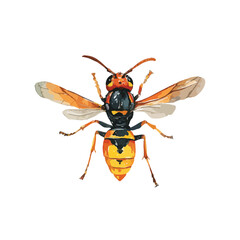 Fototapeta premium Vibrant Wasp Vector Illustration Detailed Insect Design.