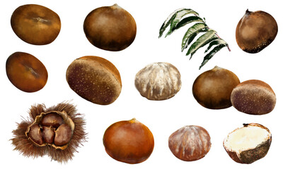 水彩で描いた栗のイラスト素材セット