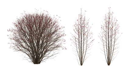 Three bare winter trees with frosted branches and red buds transparent