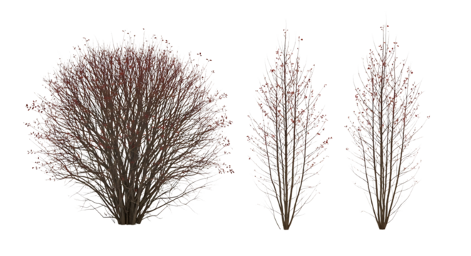 Three bare winter trees with frosted branches and red buds transparent