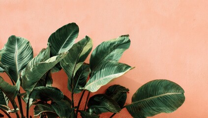 Large Green Tropical Leaves Against a Simple Peach Wall, Symbolizing Nature's Tranquility and Minimalist Design for Commercial Lifestyle

