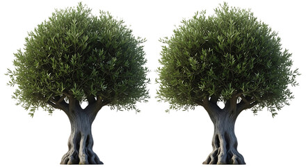 Two symmetrical ancient olive trees with gnarled trunks transparent