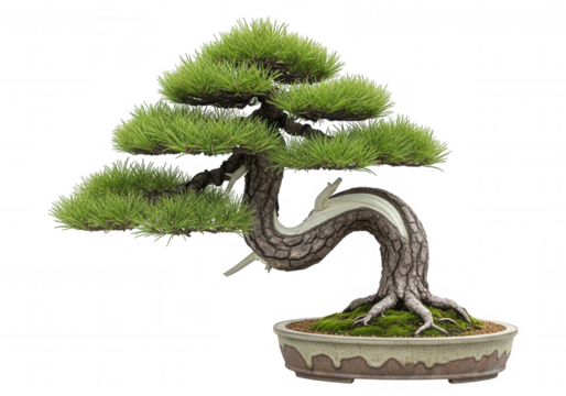 Twisted pine bonsai tree isolated on a transparent background
