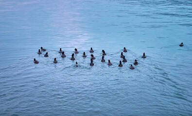 A group of Barrow's Goldeneyes (Bucephala islandica) swim in the water. Stanley Park, Vancouver, British Columbia, Canada.