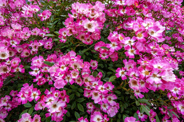 Beautiful Japanese cemeteries where flowers bloom - 60