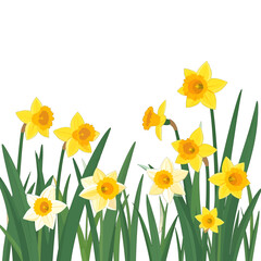 Obraz premium Blooming Yellow and White Daffodils with Green Stems on White Background