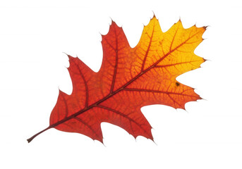 Fototapeta premium Autumn leaf gradient red orange isolated on a transparent background