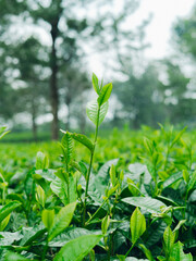 Organic tea plantation with lush green leaves, sunlight on tender shoots close up.
