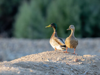 Mallards in Arizona