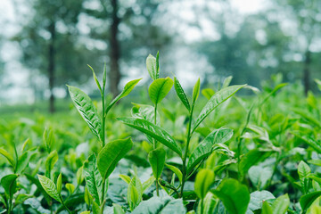 Fresh green tea leaves in plantation, close up, healthy young shoots in sunlight.