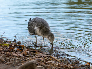 Sabine's gull in Arizona