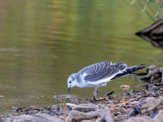Sabine's gull in Arizona