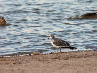 Sabine's gull in Arizona