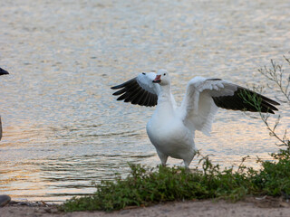 Snow goose at lake in Arizona