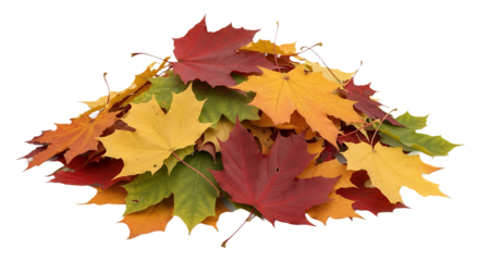Fallen maple leaves pile, autumn color palette, transparent background