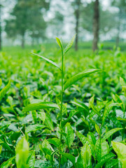 Green tea leaves growing in plantation, sunlight highlighting lush foliage.