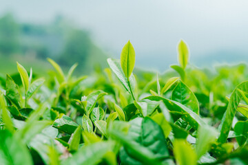 Young green tea shoots in plantation, close up vibrant and healthy organic leaves.