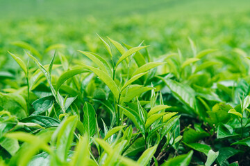 Tea plantation detail, fresh green shoots, organic healthy leaves with natural sunlight.