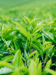 Young green tea leaves in a thriving plantation, morning light enhancing organic growth