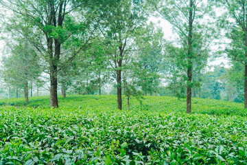 Green tea field annd forest landscape, ideal for travel, agriculture, and eco branding visuals.
