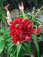 red dahlia flower Refreshing 