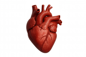 Human heart organ displaying anatomy and vessels, symbolizing health, cardiology, and vital life function, transparent background