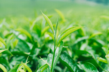 Fresh green tea shoots growing in a plantation, sunlight highlighting healthy leaves.