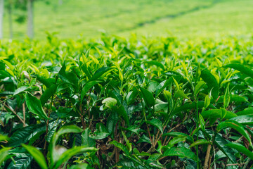 Green tea plantation with vibrant young leaves, close up view of healthy shoots.