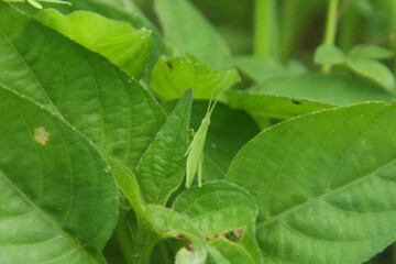 Atractomorpha crenulata or tobacco grasshopper camouflaging itself on a leaf
