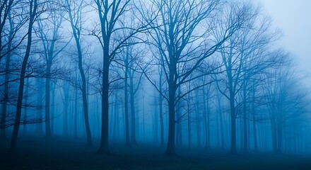 Misty forest at dawn