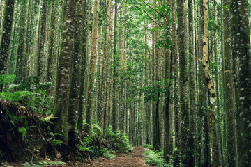 Green eco forest with dirt path, perfect for outdoor nature travel and exploration visuals.