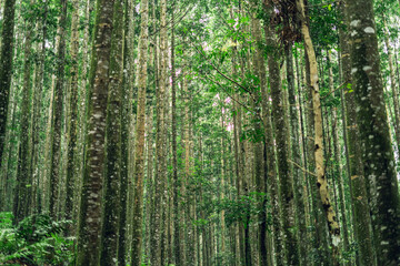 Beautiful tropical rainforest scene symbolizing freshness, growth, and the calm of natural life