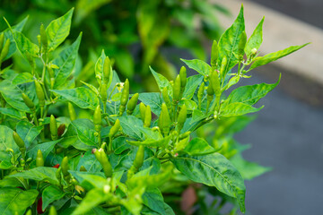 Colorful chili peppers growing fresh and bright in the garden — a spicy touch of nature’s beauty.