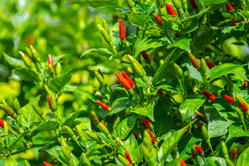 Colorful chili peppers growing fresh and bright in the garden — a spicy touch of nature’s beauty.