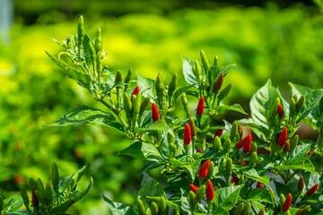 Colorful chili peppers growing fresh and bright in the garden—a spicy touch of nature’s beauty.