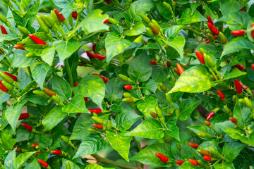 Colorful chili peppers growing fresh and bright in the garden—a spicy touch of nature’s beauty.