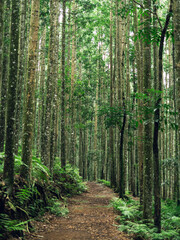 Tropical forest road among tall trees, symbolizing freedom, outdoor travel, and wild nature.