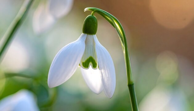 Delicate, backlit snowdrop flower in full bloom, showcasing white petals