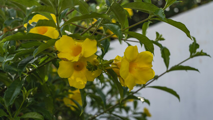 Bright tropical flowers allamanda cathartica. Inflorescences golden trumpet with yellow petals among green leaves. Close-up.