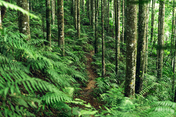 Green forest landscape with dirt trail, representing eco-friendly travel and natural relaxation.