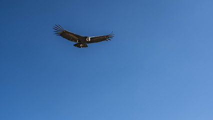 A condor is flying in the blue sky. A big beautiful bird spread its wings.Peru. Colka Canyon. Copy space.