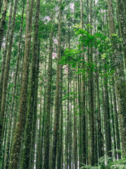 Vibrant tropical forest with tall trunks and lush greenery for nature, travel, and eco projects.