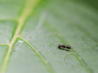 Tiny Ant Walking on a Leaf