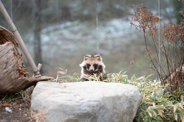 Raccoon Dog Peeking Through the Grass © SUZUHUU
