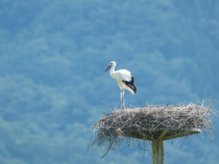 巣の上で休むコウノトリ