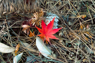 A vibrant red maple leaf rests quietly on the ground covered in pine needles and nuts. The contrast between the red maple and the brown surroundings captures the richness and quiet beauty of autumn.
