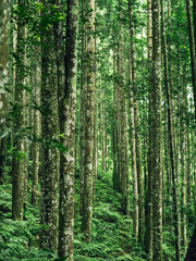 Tranquil rainforest with dense trees, perfect for outdoor journey and nature themes.