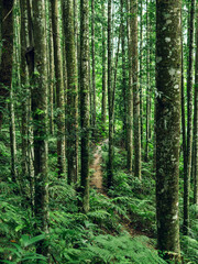 Pathway through tropical forest with tall trees, symbolizing purity, growth, and natural harmony.