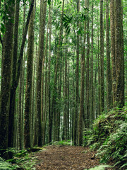 Green forest path among tall trees, ideal for eco lifestyle, travel, and natural landscape visuals.